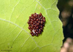 uova appena schiuse di Eurydema ventralis