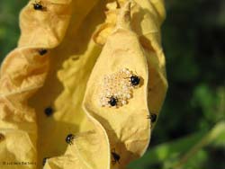 neanidi di Eurydema ventralis neanidi di Eurydema ventralis