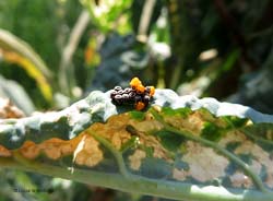 schiusa delle uova sulla foglia di cavolo nero schiusa delle uova sulla foglia di cavolo nero