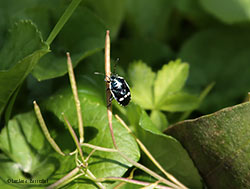 Eurydema oleracea Eurydema oleracea