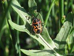 Eurydema sp. Eurydema sp.