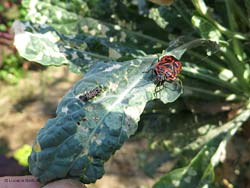 Eurydema ventralis con un gruppetto di uova Eurydema ventralis con un gruppetto di uova