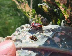 Eurydema ventralis che depone le uova