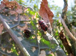 Eurydema ventralis che depone le uova Eurydema ventralis che depone le uova