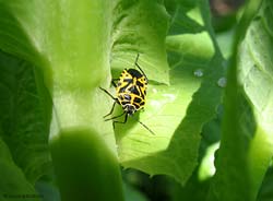 Eurydema ventralisdi colore giallo e nero Eurydema ventralisdi colore giallo e nero