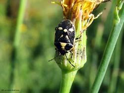 Eurydema oleracea Eurydema oleracea