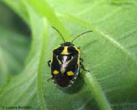 Eurydema oleracea Eurydema oleracea