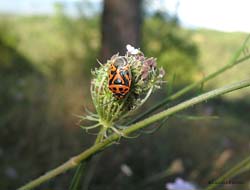 Eurydema ornata Eurydema ornata