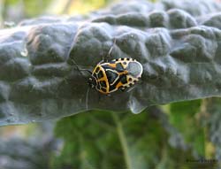 Eurydema ventralis di colore chiaro Eurydema ventralis di colore chiaro