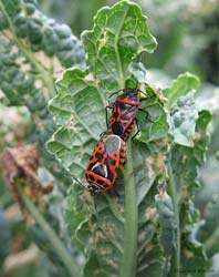 Eurydema ventralis rosse in accoppiamento Eurydema ventralis rosse in accoppiamento