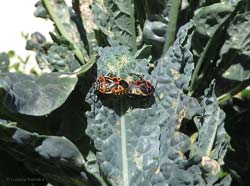 accoppiamento Eurydema ventralis
