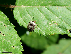 Eysarcoris venustissimus Eysarcoris venustissimus