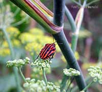 Graphosoma italico in primavera con colori vivaci Graphosoma italico in primavera con colori vivaci
