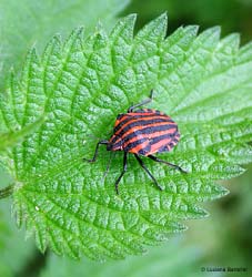 Graphosoma italicum cimice a strisce rosso e nera Graphosoma italicum cimice a strisce rosso e nera