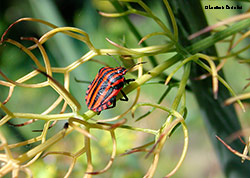 Graphosoma italico in estate inoltrata