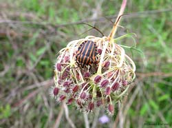 Graphosoma italicum la cimice a strisce Graphosoma italicum la cimice a strisce