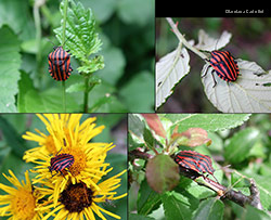 Graphosoma italico in primavera con colori vivaci Graphosoma italico in primavera con colori vivaci