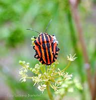 Graphosoma italico in estate inoltrata Graphosoma italico in estate inoltrata