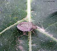 Holcostethus albipes