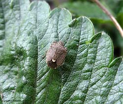 Holcostethus albipes Holcostethus albipes