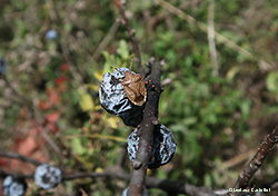 Holcostethus vernalis Holcostethus vernalis