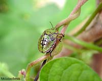 Ninfa di Nezara Viridula