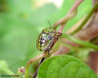 Ninfa di Nezara Viridula