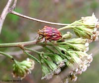 Odontotarsus purpureolineatus Odontotarsus purpureolineatus