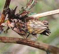 Odontotarsus purpureolineatus