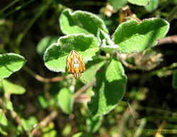 Odontotarsus purpureolineatus Odontotarsus purpureolineatus