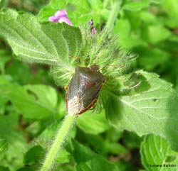 Palomena prasina su foglia verde Palomena prasina su foglia verde