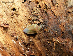 Palomena prasina su tronco Palomena prasina su tronco