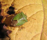 Palomena prasina Palomena prasina