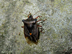 Pentatoma rufipes Pentatoma rufipes