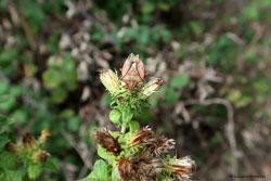 Carpocoris sp. Carpocoris sp.