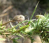 Ninfa di Dolycoris baccarum