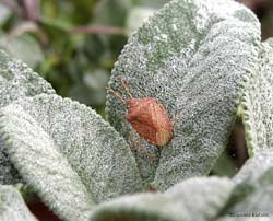 pentatomidae Peribalus strictus pentatomidae Peribalus strictus