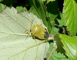 Piezodorus lituratus Piezodorus lituratus