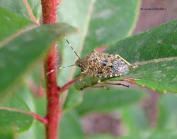 Rhaphigaster nebulosa Rhaphigaster nebulosa