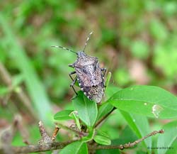Rhaphigaster nebulosa
