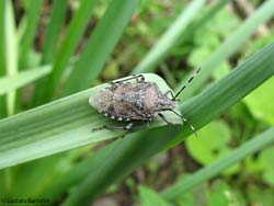 Rhaphigaster nebulosa Rhaphigaster nebulosa