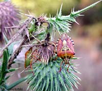 Carpocoris sp.