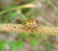 Carpocoris sp.