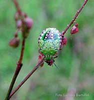 Ninfa di Nezara viridula