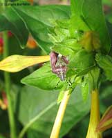 Dolycoris Baccarum Dolycoris Baccarum