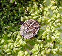 Graphosoma lineatum italicum ninfa