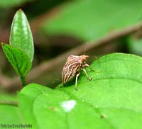 Dyroderes umbraculatus
