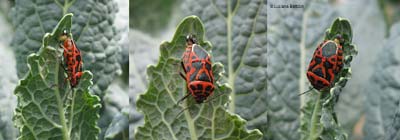 Eurydema ventralis che depone le uova sul cavolo nero Eurydema ventralis che depone le uova sul cavolo nero