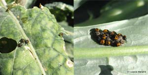 neanidi di Eurydema ventralis neanidi di Eurydema ventralis