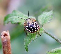 Ninfa di Nezara Viridula